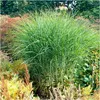 Stauden Gänge 3 x Miscanthus sinensis 'Gracillimus Nana' im Produktbild-Vorschau 1