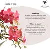 Kolibri Orchids | rote  Schmetterlings-Orchidee - Kongo - Produktbild-Vorschau 14