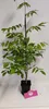 Sada 2 čínskych vistérií – Wisteria sinensis – výška 50 cm Náhľad obrázku produktu 4