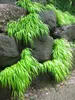 Lush green grass growing over large, dark rocks. Produktbild-Vorschau