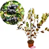 Aronia prunifolia 'Nero', aronie, bobulovitý keř, květináč Náhled obrázku produktu 1