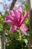 Magnolia 'Galaxy', Magnolie, rosa Blüten, 80–100 cm Produktbild-Vorschau 4