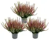 Calluna vulgaris - Set mit 3 Pflanzen - Besenheide - Produktbild-Vorschau 1