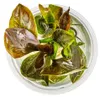 Aquarium Pflanze Echinodorus 'Reni' Tropica 072D TC In Produktbild-Vorschau 2