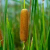 Bloomique - Typha Latifolia - Grand Massette - Cigare des Voir les images du produit 3