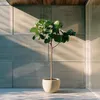 Feigenbaum - Ficus Carica - Höhe 70-90cm - ⌀21cm Produktbild-Vorschau 6