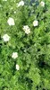 Potentilla frut. 'Lovely Pink'® ('bellezza rosa'®) - Anteprima dell’immagine prodotto 3