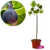 Ficus carica 'Black Mission' Feigenbaum, 2 Liter Topf Produktbild-Vorschau 1