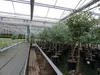 Eucalyptus Stamm Eukalyptusbaum, 90 - 120 cm, Pflanze Produktbild-Vorschau 10