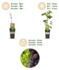 Green boutiQ - Obstpflanze - Vitis vinifera Himrod - Produktbild-Vorschau 4