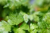 SAFLAX - BIO - Plochá petržel - Petroselinum crispum - 600 Náhled obrázku produktu 6