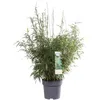 Hoogeveen Fargesia Rufa - 60 cm, Ø19 cm Voir les images du produit 12