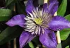 Clematis hybr. 'Multi Blue' - Lesná réva 'Multi Blue' 50-60 Náhľad obrázku produktu 1