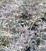 Schwarz roter Holunder Sambucus nigra - Black Lace - 30 - Produktbild-Vorschau 2
