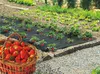 Spezielle Erdbeermulchfolie "Fresafilm" - 1,40 x 10 m - Produktbild-Vorschau 1