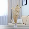 Orientalische Schwarzkümmelblume Getrocknete - (Nigella Produktbild-Vorschau 5