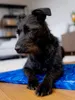 TrendPet Arctic Komfort, tappetino rinfrescante per cani, Anteprima dell’immagine prodotto 3