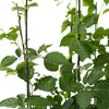 Close-up view of green blackberry plant stems and leaves against a white background. Produktbild-Vorschau