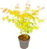 Érable du Japon - Acer palmatum 'Orange Dream' - Hauteur Voir les images du produit 1