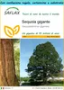 SAFLAX Set regalo - Sequoia gigante - 50 semi - Anteprima dell’immagine prodotto 1