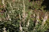 Vitex agnus-castus 'Albus' - Pepe monaco 30- 40 cm - Anteprima dell’immagine prodotto 2