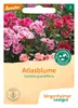 Artikelbild 2 von 'BIO Atlasblume' aus der Kategorie Blumensamen Produktbild-Vorschau