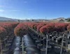Glanzmispel - Photinia Fraseri Chico auf Stamm – 150 cm – Produktbild-Vorschau 5