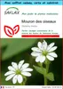 SAFLAX Ensemble-cadeau - Mouron des oiseaux - 1000 graines Voir les images du produit 1