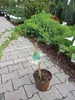 Juniperus procumbens Nana - japanischer Kriechwacholder Produktbild-Vorschau 1