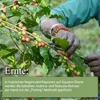 A person's hands are shown picking coffee beans from a branch. Produktbild-Vorschau