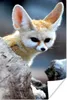 MuchoWow® Poster Tiere - Fuchs - Baumstamm 20x30 cm - Produktbild-Vorschau 1