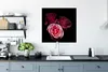MuchoWow® Poster Ein Foto von rosa Rosen mit schwarzem Produktbild-Vorschau 4