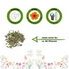 Margerite weiß Samen - Chrysanthemum maximum - Produktbild-Vorschau 2