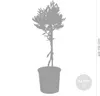 Bloomique - Olea Europaea - Olivenbaum Echt - Produktbild-Vorschau 3