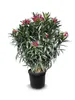 A potted plant with pink flowers and green leaves on a white background. Voir les images du produit