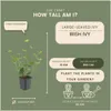 Plants by Frank | 48 Efeu Pflanzen | Hedera Hibernica | Produktbild-Vorschau 4