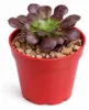 Aeonium arboreum atropurpureum - Plante grasse en rosette - Voir les images du produit 2
