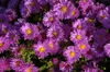 Kissen-Aster Kassel, im Topf - Aster dumosus Produktbild-Vorschau 1