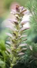 Acanthus hungaricus, Bärenklau, ca. 9x9 cm Topf, dekorativ Produktbild-Vorschau 1
