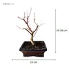 Bonsai - Bonsai baum Japanischer Fächerahorn - Acer (Ahorn) Produktbild-Vorschau 5