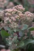 Sedum telephium, Fetthenne, ca. 9x9 cm Topf, sukkulent Produktbild-Vorschau 4