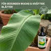 Green Home Love Nature  Bananendünger 1 l, Flüssigdünger Produktbild-Vorschau 3