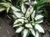 Stauden Gänge 3 x Hosta x fortunei 'Fire and Ice' im 1 Produktbild-Vorschau 2
