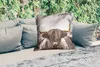MuchoWow® Outdoor Kissen - Schottisches Hochlandrind - Gold Produktbild-Vorschau 2