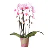 Kolibri Orchids | rosa Phalaenopsis Orchidee - Niagara Fall Produktbild-Vorschau 1