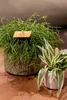 Rhipsalis Cassutha 15 cm - Cactus jonc, cactus corail, Voir les images du produit 2