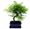 Venkovní bonsai Metasequoia glyptostroboides – sekvojice Náhled obrázku produktu 1