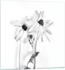 Bilder auf glas - Einteilig - Verwelkt Blumen Monochrom - Produktbild-Vorschau 1
