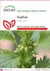 SAFLAX - kopřiva - Urtica urens - 150 Semena Náhled obrázku produktu 1