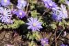 Anemone blanda 'Blue Shades', Balkan-Windröschen, blau, ca. Produktbild-Vorschau 9